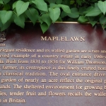 description maplelawn